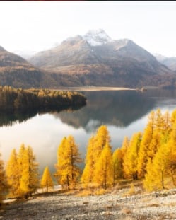 Golden larches along a lake in autumn